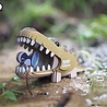 Eugy Eugy - 3d model - alligator (nr 043) Eugy Eugy - 3d model - alligator (nr 043)