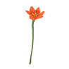Aveva Design Aveva design - bloem lily - coral Aveva Design Aveva design - bloem lily - coral