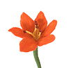 Aveva Design Aveva design - bloem lily - coral Aveva Design Aveva design - bloem lily - coral