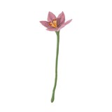 Aveva Design Aveva design - bloem lily - pale pink