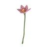 Aveva Design Aveva design - bloem lily - pale pink Aveva Design Aveva design - bloem lily - pale pink