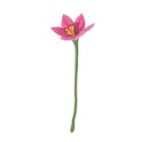 Aveva Design Aveva design - bloem lily - pink Aveva Design Aveva design - bloem lily - pink