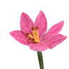 Aveva Design Aveva design - bloem lily - pink Aveva Design Aveva design - bloem lily - pink