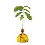 Ilex Studio Ilex Studio - acorn vase - mellow yellow