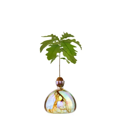 Ilex Studio Ilex Studio - acorn vase - cosmic astra Ilex Studio Ilex Studio - acorn vase - cosmic astra