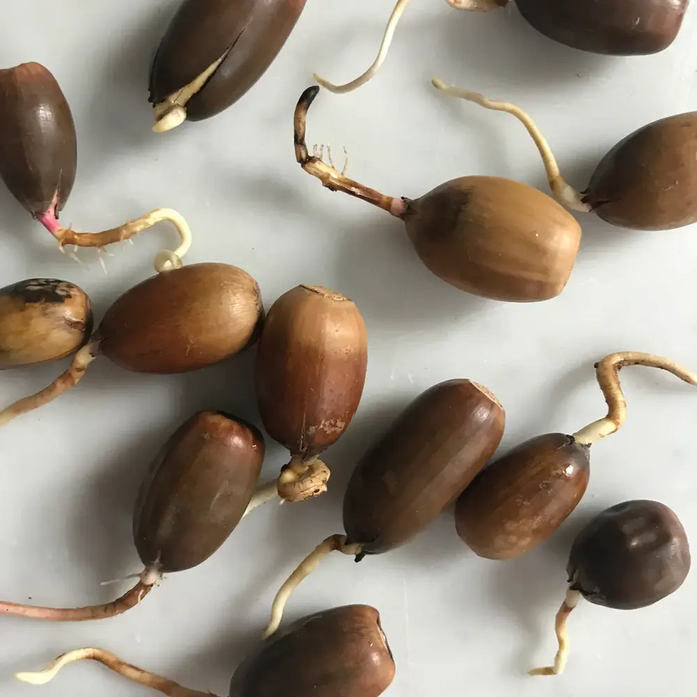 Ilex Studio Ilex Studio - acorn vase - cosmic astra Ilex Studio Ilex Studio - acorn vase - cosmic astra