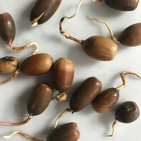 Ilex Studio Ilex Studio - acorn vase - cosmic astra Ilex Studio Ilex Studio - acorn vase - cosmic astra