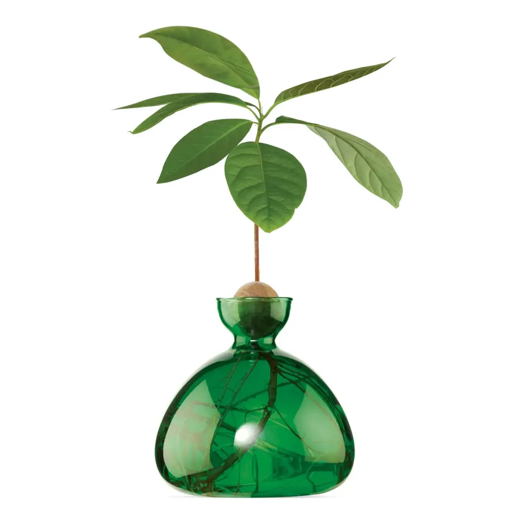Ilex Studio Ilex Studio - avocado vase - emerald green Ilex Studio Ilex Studio - avocado vase - emerald green