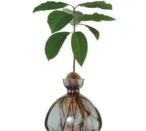 Ilex Studio Ilex Studio - avocado vase - smoke grey