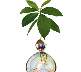 Ilex Studio Ilex Studio - avocado vase - cosmic astra