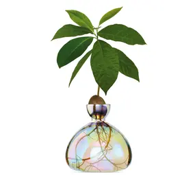 Ilex Studio Ilex Studio - avocado vase - cosmic astra Ilex Studio Ilex Studio - avocado vase - cosmic astra