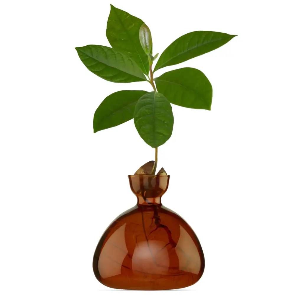 Ilex Studio Ilex Studio - avocado vase - russet brown Ilex Studio Ilex Studio - avocado vase - russet brown