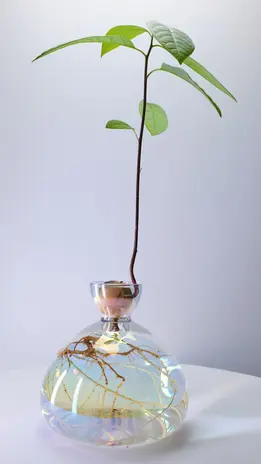 Ilex Studio Ilex Studio - avocado vase - cosmic astra Ilex Studio Ilex Studio - avocado vase - cosmic astra