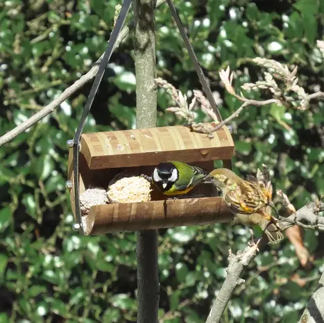 Heeej! Heeej! - vetbolhouder hangend - ballroom bamboe Heeej! Heeej! - vetbolhouder hangend - ballroom bamboe