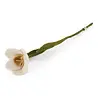 Gry & Sif Gry & sif - bloem daffodil - white