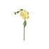 Aveva design - bloem vilt - wild rose lemon