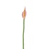 Aveva design - bloem flamingo - pink Aveva design - bloem flamingo - pink