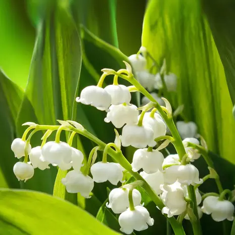 Dutch soap company Dutch soap company - cream soap - lelietjes van dalen (100 gr)