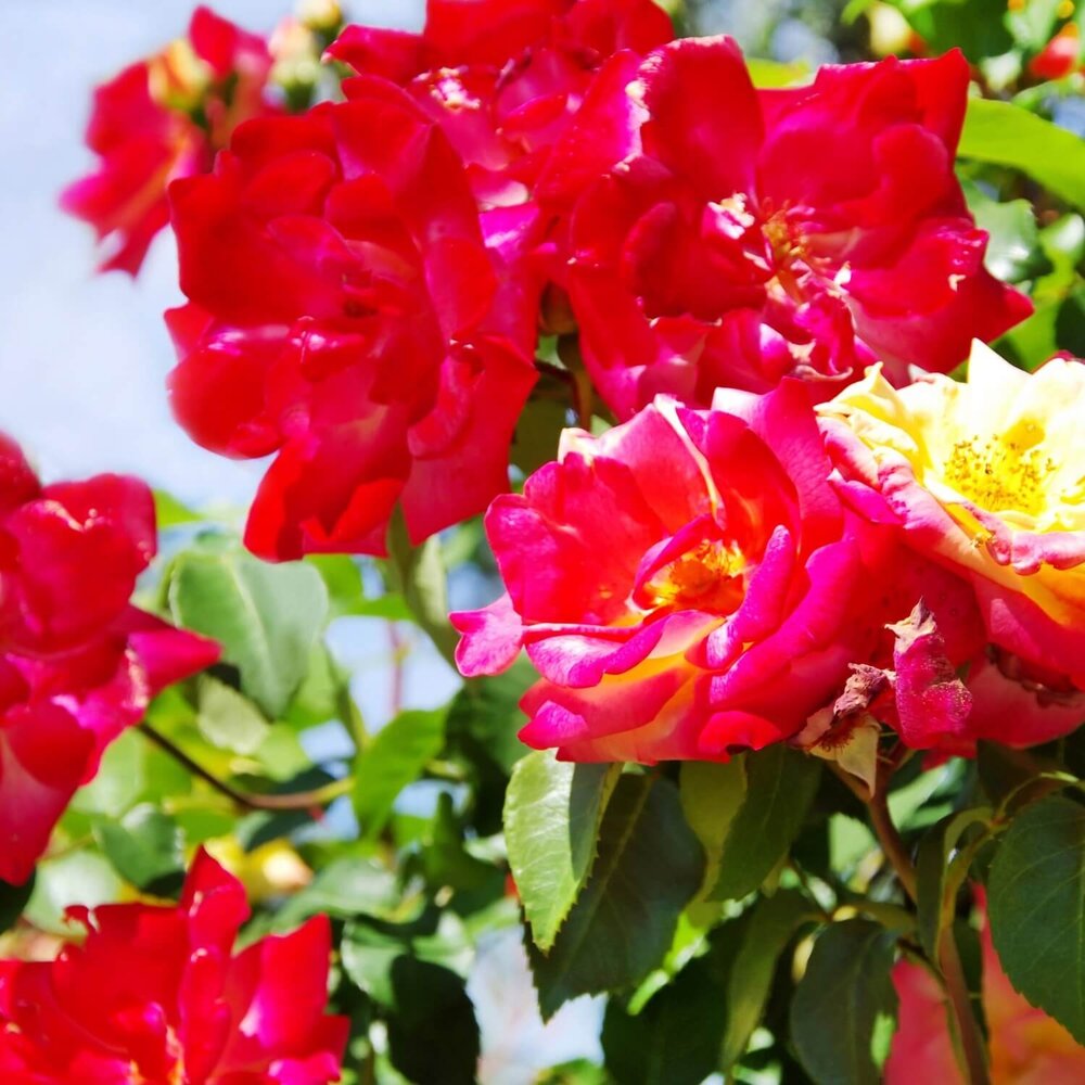 Dutch soap company Dutch soap company - cream soap - wild rose (100 gr)