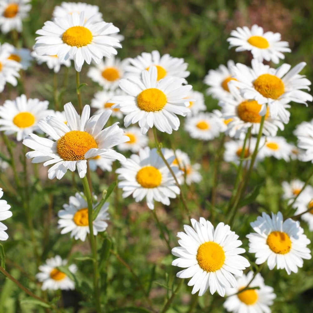 Dutch soap company Dutch soap company - handzeep - cuddle chamomile & calendula (100 gr)