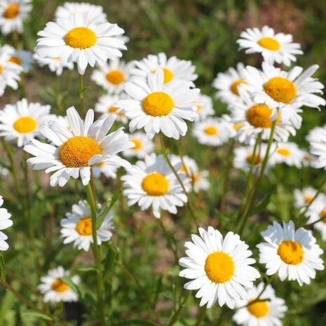 Dutch soap company Dutch soap company - handzeep - cuddle chamomile & calendula (100 gr)