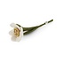 Gry & sif - bloem daffodil small - white