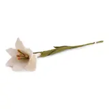 Gry & Sif Gry & sif - bloem trumpet lily - white