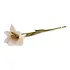Gry & sif - bloem trumpet lily - white