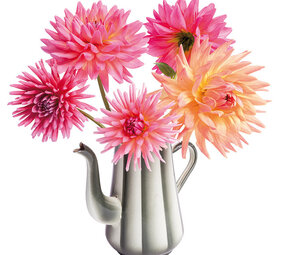 Flatflowers Flat flowers - raamsticker - dahlia retro (30 x 30 cm) Flatflowers Flat flowers - raamsticker - dahlia retro (30 x 30 cm)