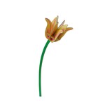 Studio Roof Studio Roof - decoratie bloemen - yellow tulip Studio Roof Studio Roof - decoratie bloemen - yellow tulip