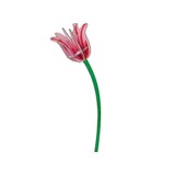 Studio Roof Studio Roof - decoratie bloemen - pink tulip Studio Roof Studio Roof - decoratie bloemen - pink tulip