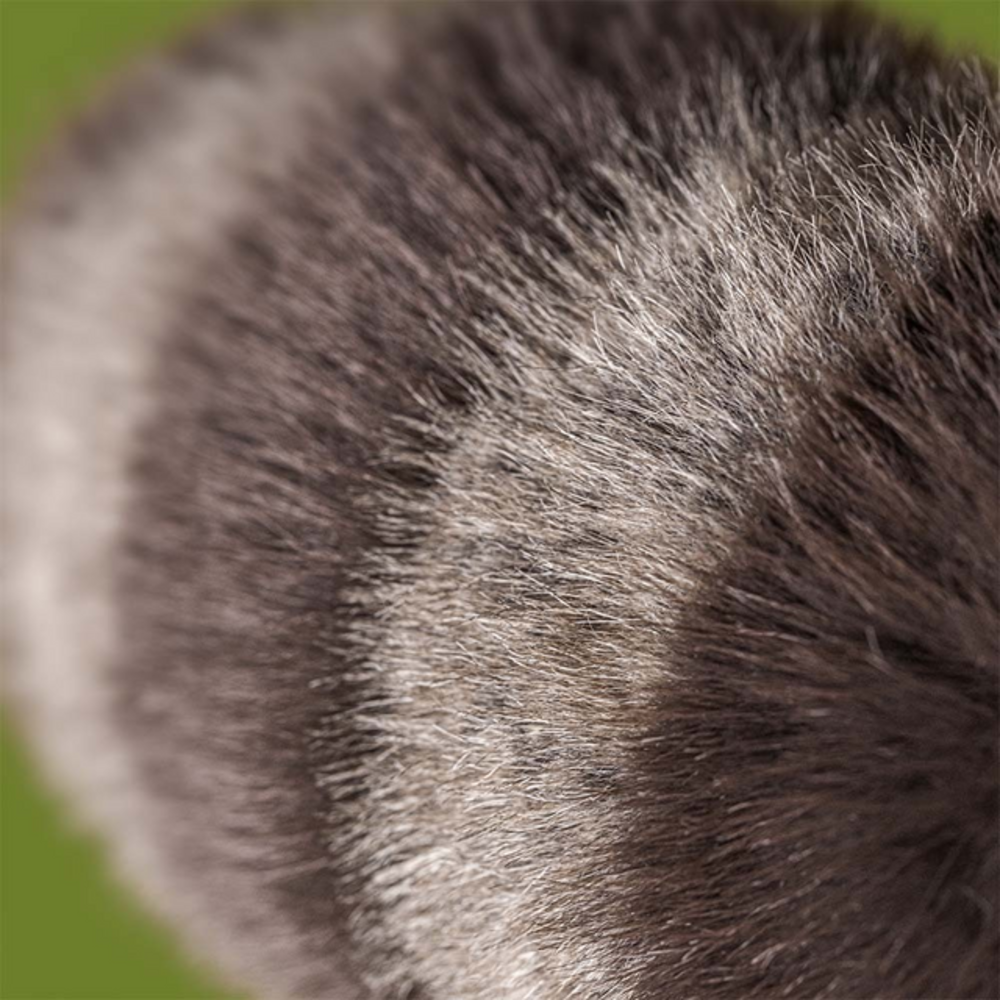 Jellycat Jellycat - knuffel wasbeer - trixiwoo raccoon