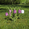 Piet Design Piet design - vouwpakket - kievitsbloemen