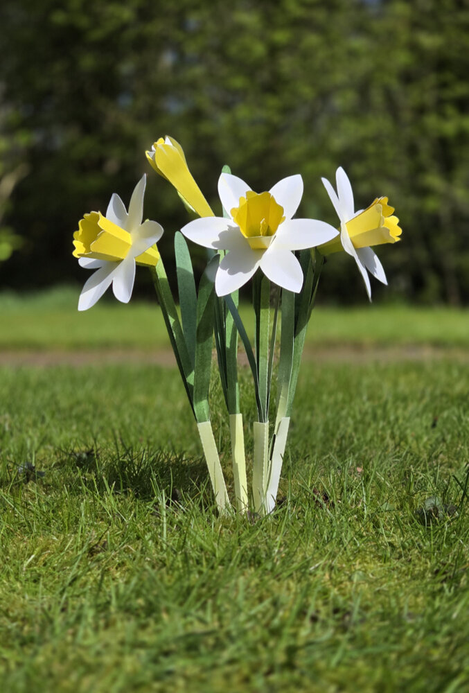 Piet Design Piet design - vouwpakket - narcissen