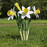 Piet Design Piet design - vouwpakket - narcissen