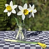 Piet Design Piet design - vouwpakket - narcissen