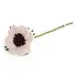 Gry & sif - bloem french anemone - white
