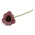Gry & sif - bloem french anemone - dusty rose