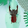Studio Roof Studio Roof - muurdecoratie - stag beetle Studio Roof Studio Roof - muurdecoratie - stag beetle