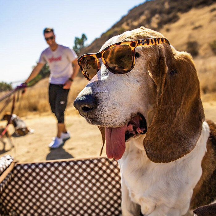GOODR Sunglasses Bosley's Basset Hound Dreams