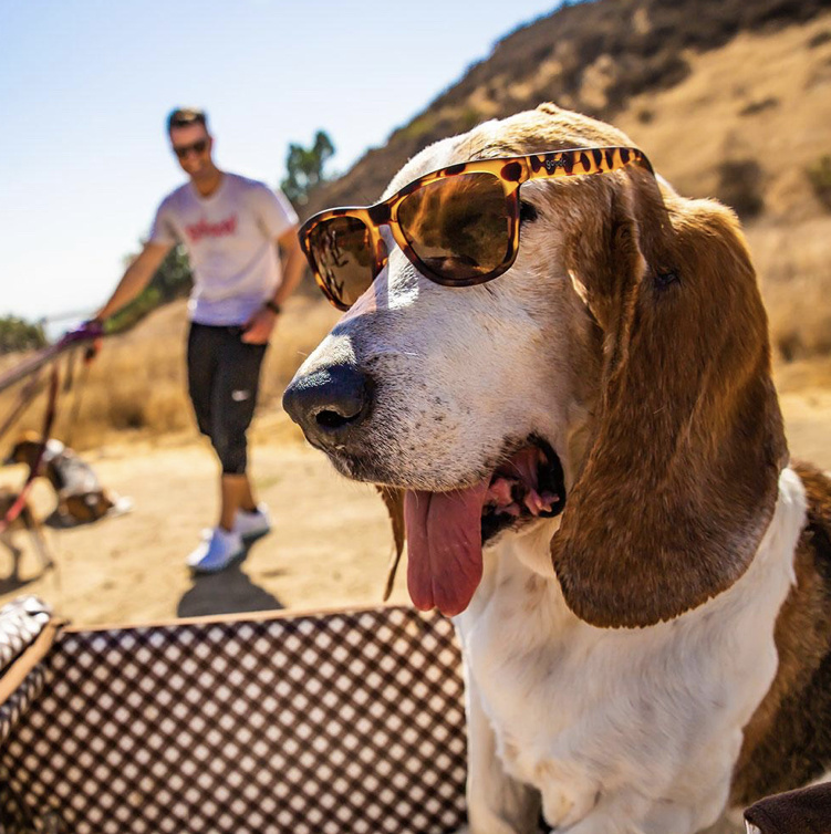 GOODR Sunglasses Bosley's Basset Hound Dreams