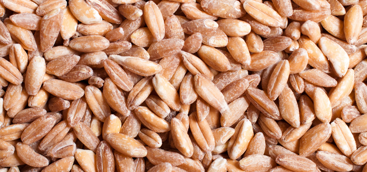 Zitten er gluten in spelt?