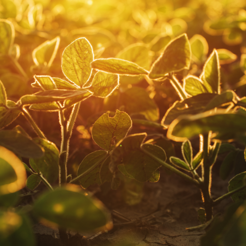 Biologische producten & Glutenvrije Drinken