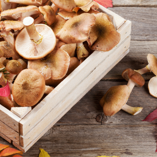 Herfstachtige recepten met paddenstoelen