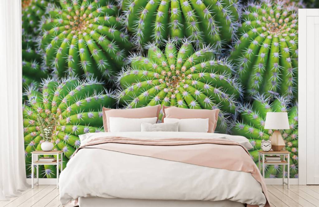 Cactussen huismerk kopen in de aanbieding