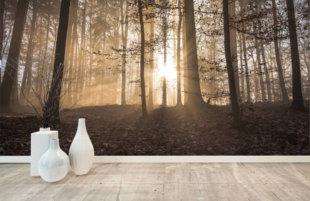 Zonnestralen In Een Mistig Bos huismerk kopen in de aanbieding Zonnestralen In Een Mistig Bos huismerk kopen in de aanbieding