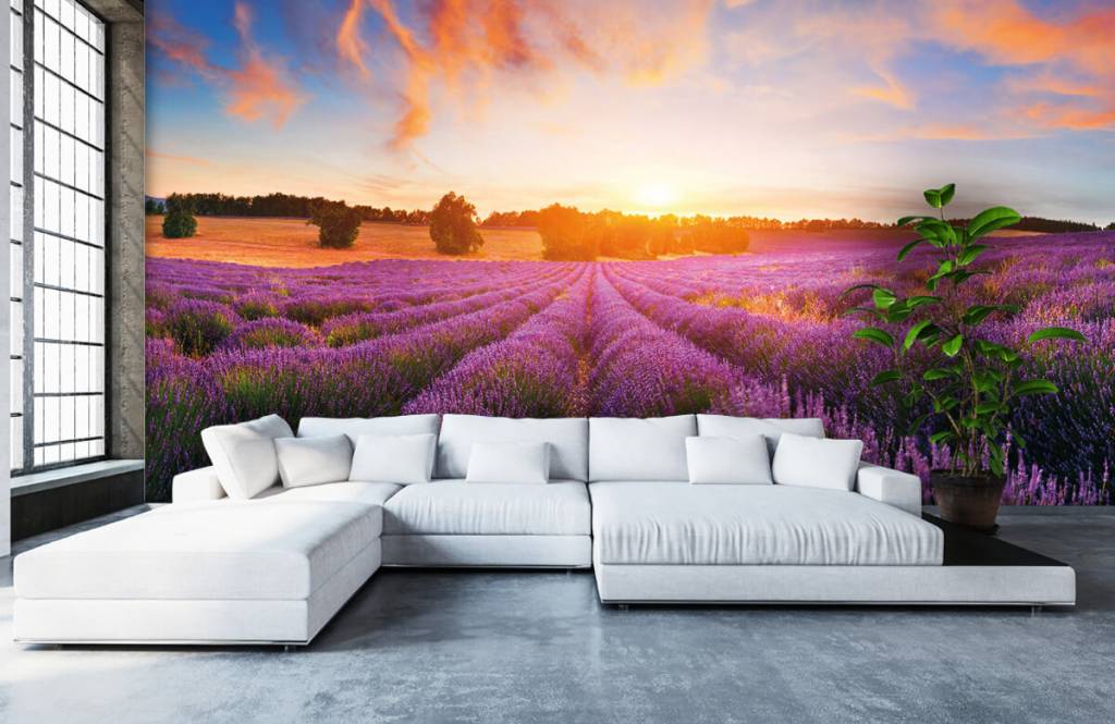 Lavendel Veld huismerk kopen in de aanbieding Lavendel Veld huismerk kopen in de aanbieding