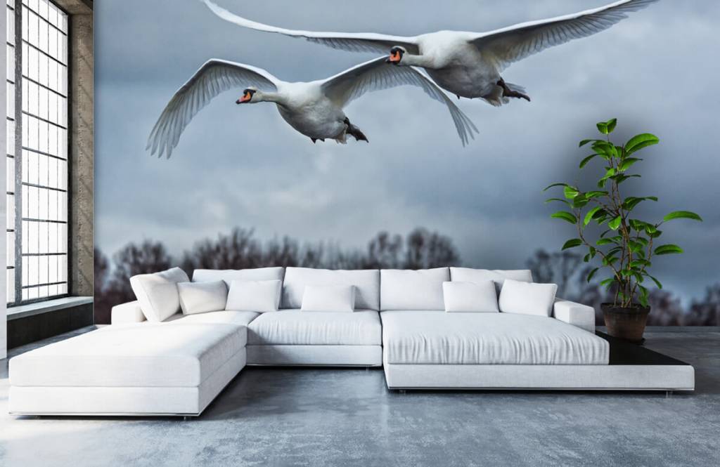 Vliegende Zwanen huismerk kopen in de aanbieding Vliegende Zwanen huismerk kopen in de aanbieding