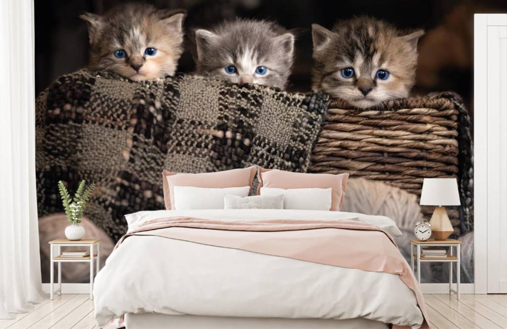 Drie Poesjes In Een Mand huismerk kopen in de aanbieding