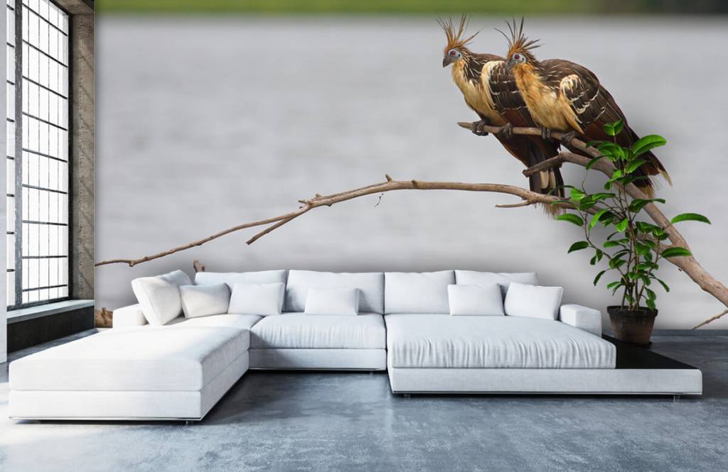 Jeroen Ten Haaf Hoatzins jeroen ten haaf kopen in de aanbieding